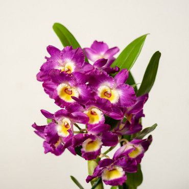 Dendrobium szlachetne | Różowe