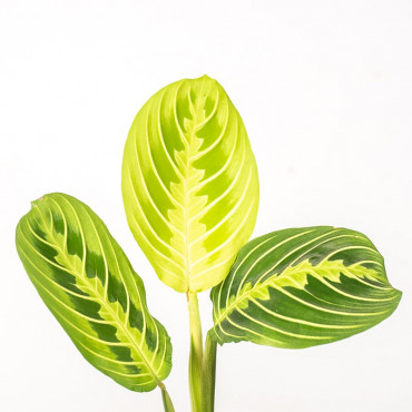 Maranta 'Lemon Lime'