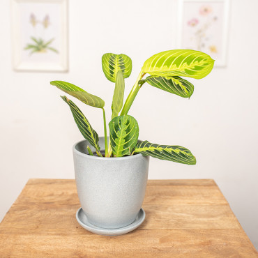 Maranta 'Lemon Lime'