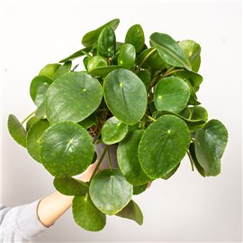 Pilea peperomiowata - Pieniążek | Duża