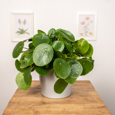 Pilea peperomiowata - Pieniążek | Duża