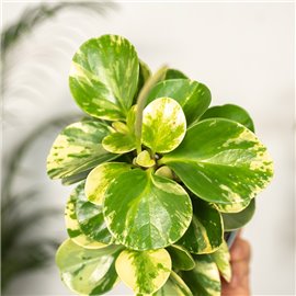 Peperomia 'Green Gold'