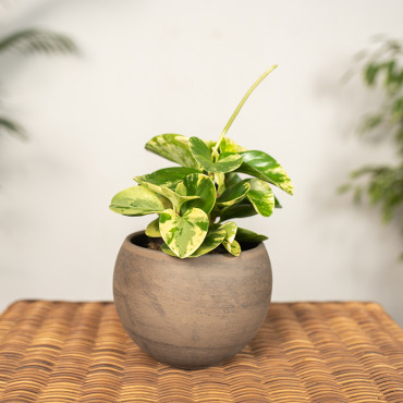 Peperomia 'Green Gold'