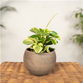 Peperomia 'Green Gold'