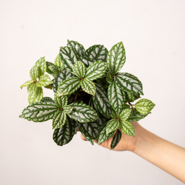 Pilea 'Aluminium'