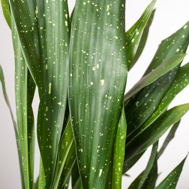 Aspidistra 'Milky Way'