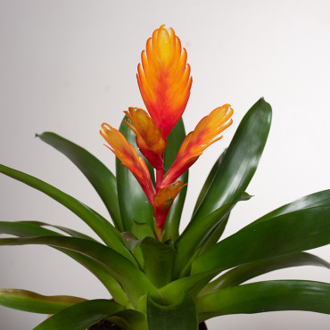 Frizea 'Intenso Orange'