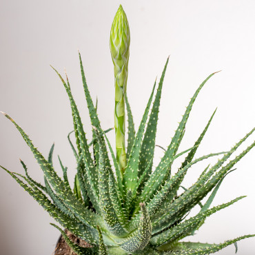 Aloes niski