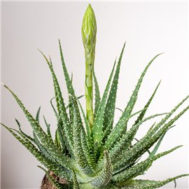 Aloes niski