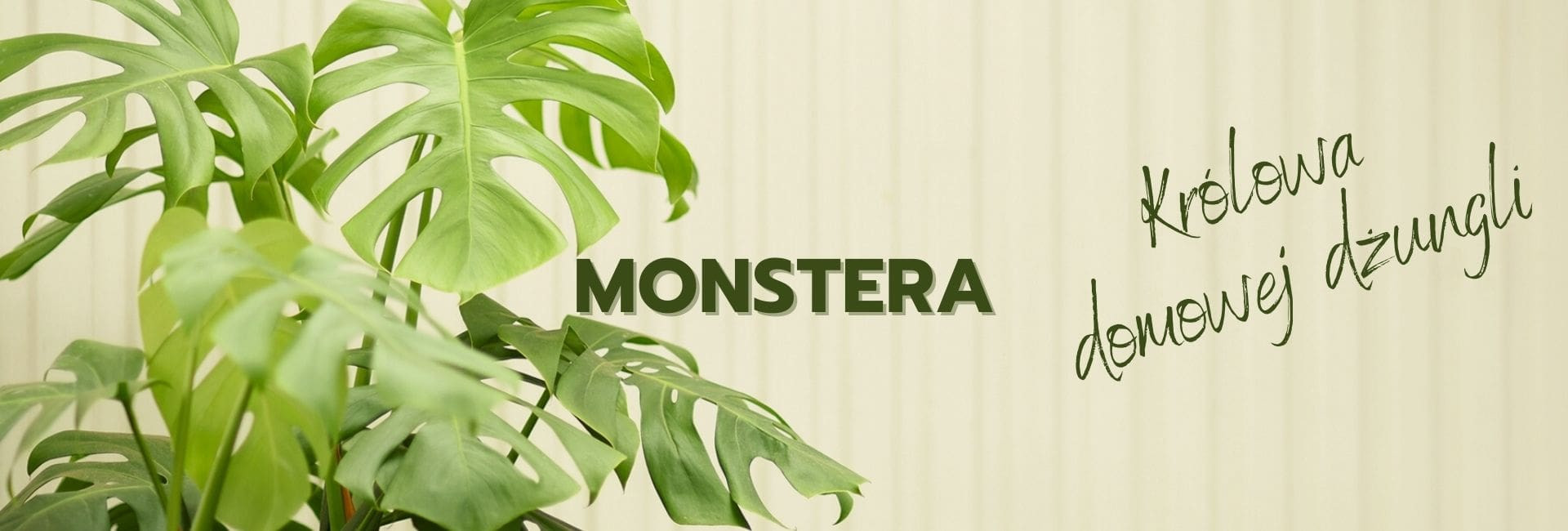 Monstera - Odkryj kolekcję pięknych roślin.