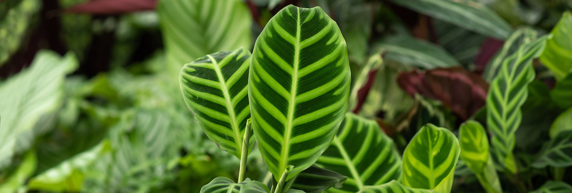 Kalatea (Calathea) - Roślina doniczkowa | Najwyższa jakość | Tomaszewski.pl