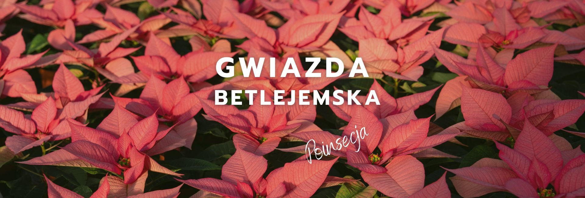 Poinsecja | Gwiazda Betlejemska