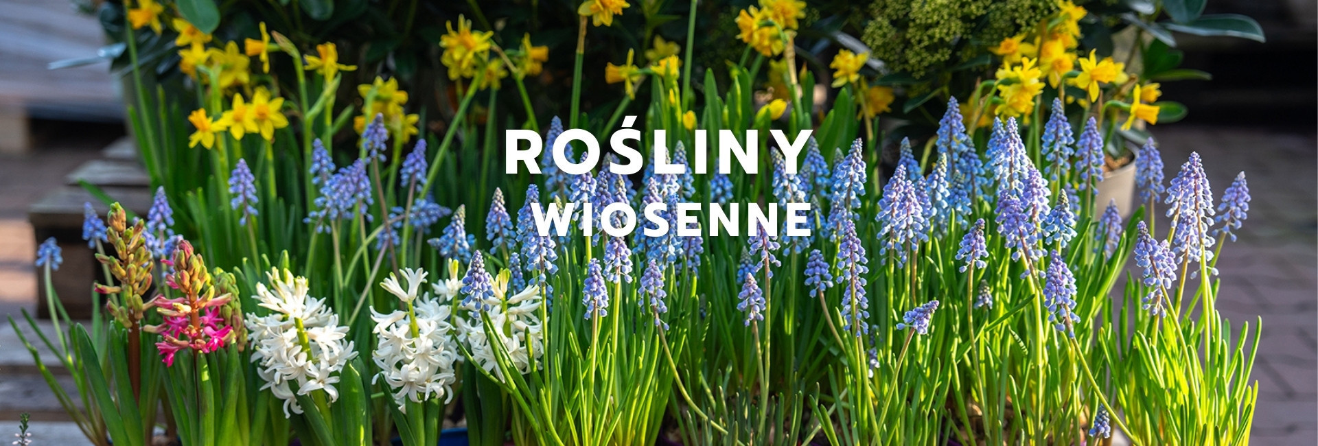 Rośliny Wiosenne | Cebulowe